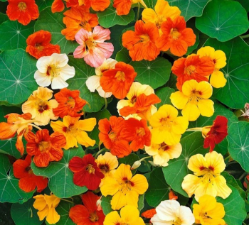 KAPUC�NKA V�ȊIA, 4 ks v multiplate