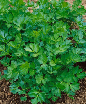 Zeler vo�av�, 6 ks v multiplate