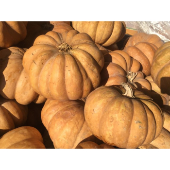 TEKVICA �MOSCATA DI PROVENZA�, kont. 0,5 l