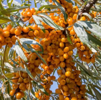 Rakytn�k re�etliakov� �ANANASN�� 40-50 cm, kont. 2,5 l - sami�ia rastlina