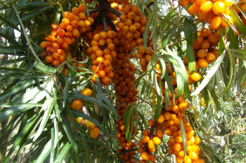 Rakytn�k re�etliakov� �AUGUSTINKA� 30-40 cm, kont. 2,5 l - sami�ia rastlina