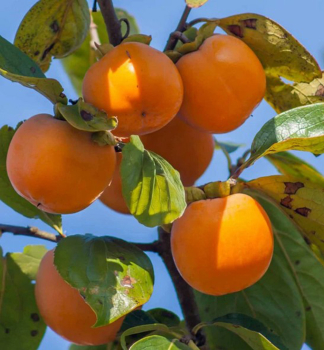 Ebenovn�k raj�iakov� / Hurmikaki �RANGO� 180-200 cm, kont. 9,5 l