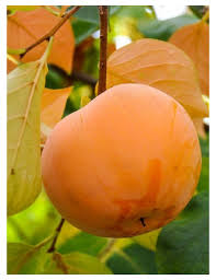 Ebenovn�k raj�iakov� / Hurmikaki �SHARON� 170-200 cm, kont. 9,5 l