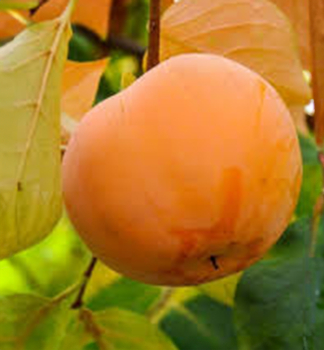 Ebenovn�k raj�iakov� / Hurmikaki �SHARON� 170-200 cm, kont. 9,5 l