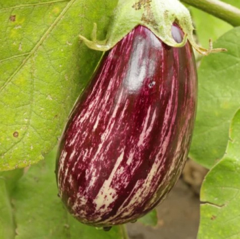 Bakla��n �LUCILLA F1�, kont. 0,5 l