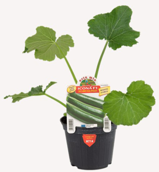 CUKETA �ICONA F1�, kont. 0,5 l