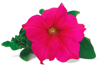 Pet�nia previsnut� �WONDERFALL� HOT PINK�, kont. 0,5 l