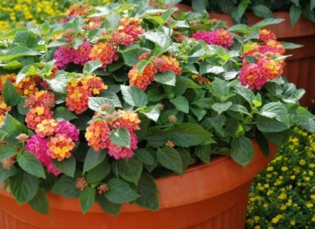 Lantana �BUSHY ORANGE MAGENTA�, kont. 0,5 l