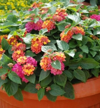 Lantana �BUSHY ORANGE MAGENTA�, kont. 0,5 l