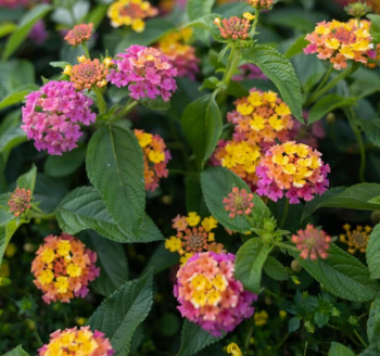 Lantana �TROPICAL TWIST�, kont. 0,5 l