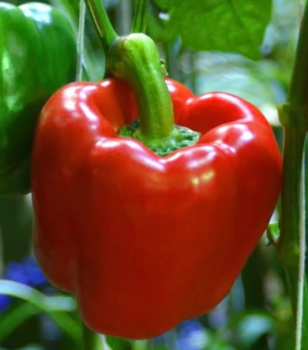 Paprika ve�koplod� �erven� �GAGIO F1� 6 ks v multiplate