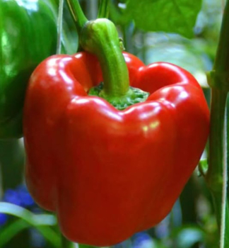 Paprika ve�koplod� �erven� �GAGIO F1� 6 ks v multiplate