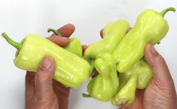 Paprika sladk� �MANTOVANO� 6 ks v multiplate