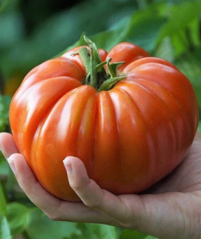 Raj�ina kol�kov� �BIG PATATA F1�, kont. 0,5 l