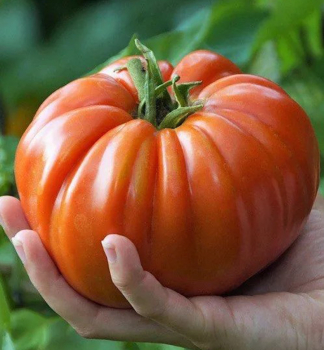 Raj�ina kol�kov� �BIG PATATA F1�, kont. 0,5 l