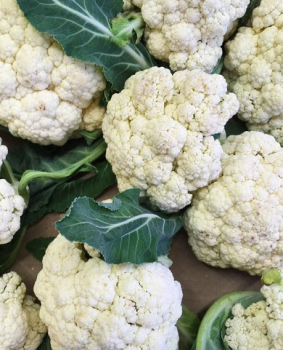 KARFIOL �DELTA F1� 6 ks v multiplate