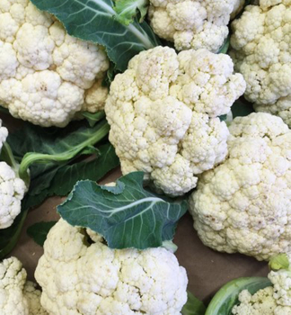 KARFIOL �DELTA F1� 6 ks v multiplate