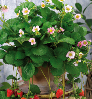 Jahoda anan�sov� �ROSANA�� kont. 1,5 l