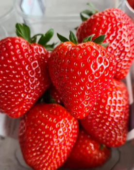 Jahoda �PARLANDO� multiplato 10 ks