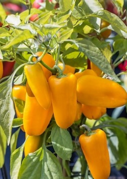 Paprika trpasli�ia �LUBEGA� MINI ORANGE�, kont. 1 l