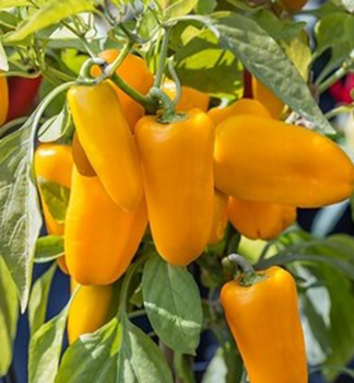 Paprika trpasli�ia �LUBEGA� MINI ORANGE�, kont. 1 l