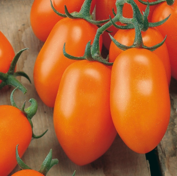 Raj�ina kol�kov� cherry �MIRADO� ORANGE�, kont. 1 l