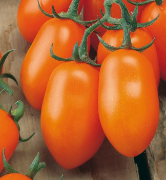 Raj�ina kol�kov� cherry �MIRADO� ORANGE�, kont. 1 l