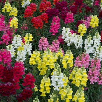 Papu�ka �MIX FARIEB�, 4 ks v multiplate