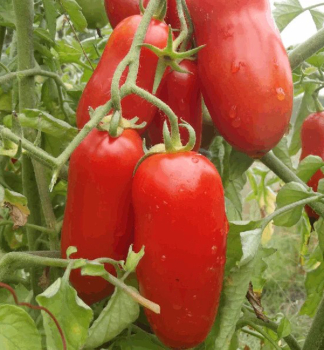 Raj�ina kr�kov� �SAN MARZANO ENZO F1�, kont. 0,5 l