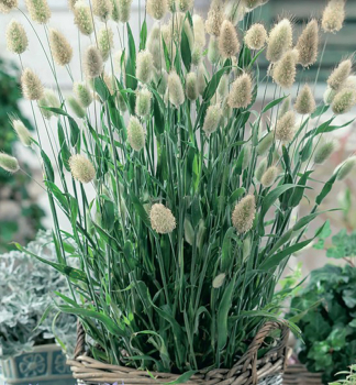 Zaja�ka vajcovit� (zaja�� chvost) �BUNNY TAILS�, kont. 0,5 l