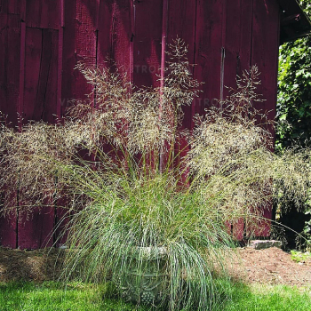 Milota (Eragrosris elliottii) �LOVEY�, kont. 0,5 l
