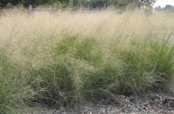 Milota (Eragrosris elliottii) �LOVEY�, kont. 0,5 l