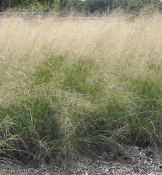 Milota (Eragrosris elliottii) �LOVEY�, kont. 0,5 l