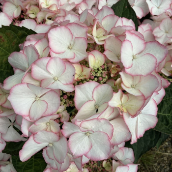 Hortenzia kalinolist� �CHARME� 30-40 cm, kont. 4 l