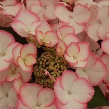 Obr�zok (2)