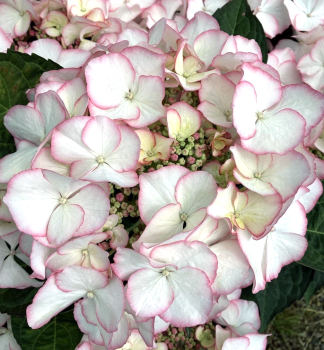 Hortenzia kalinolist� �CHARME� 30-40 cm, kont. 4 l