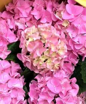 Hortenzia kalinolist� �EARLY PINK� 30-40 cm, kont. 4 l