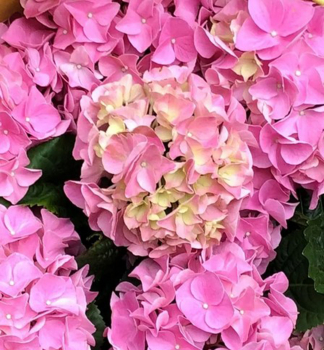 Hortenzia kalinolist� �EARLY PINK� 30-40 cm, kont. 4 l