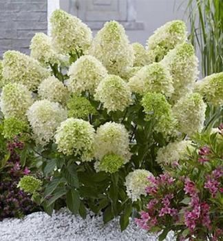 Hortenzia metlinat� �MAGICAL LIME SPARKLE�� 15-20 cm, kont. 4 l