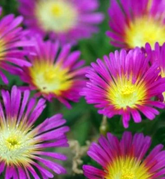 Delosperma �SUNTROPICS� PURPLE� kont. 0,5 l