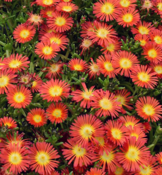 Delosperma �SUNTROPICS� RED� kont. 0,5 l