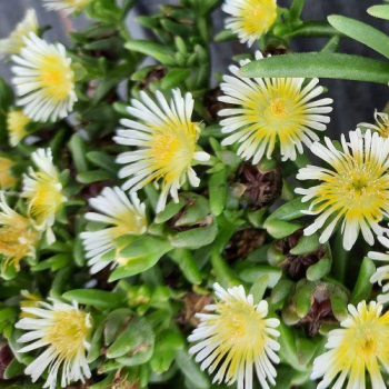 Delosperma �SUNTROPICS� CREME� kont. 0,5 l