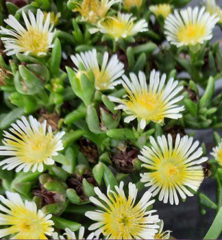Delosperma �SUNTROPICS� CREME� kont. 0,5 l
