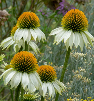 Echinacea purpurov� �PAPALLO� CLASSIC WHITE�, kont. 1 l