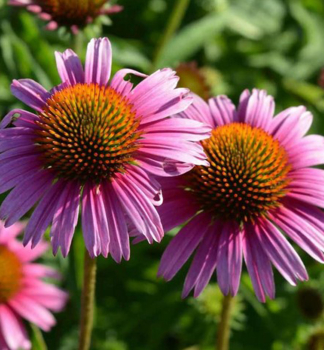 Echinacea purpurov� �PAPALLO� CLASSIC ROSE�, kont. 1 l