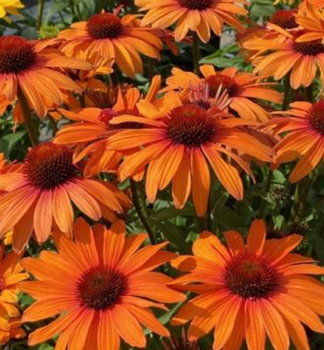 Echinacea purpurov� �PAPALLO� CLASSIC ORANGE�, kont. 1 l