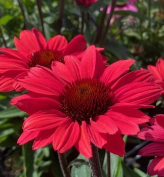 Echinacea purpurov� �PAPALLO� CLASSIC SCARLET ON BLACK�, kont. 1 l