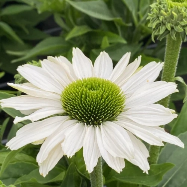 Echinacea purpurov� �PAPALLO� CLASSIC MILK�, kont. 1 l