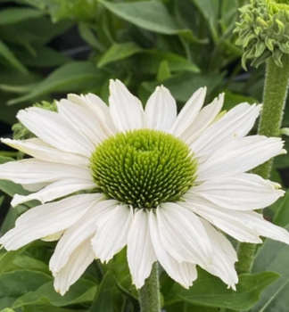 Echinacea purpurov� �PAPALLO� CLASSIC MILK�, kont. 1 l