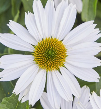 Echinacea purpurov� �PAPALLO� CLASSIC MILK�, kont. 1 l